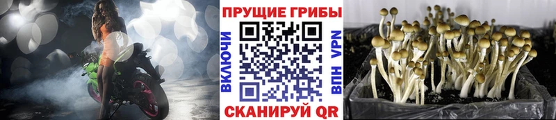 Галлюциногенные грибы Psilocybine cubensis Борисоглебск
